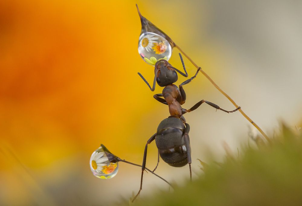 The ant drinks a drop