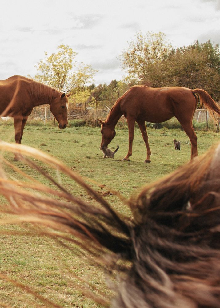 Фотография автора Anastasia Nikolenko