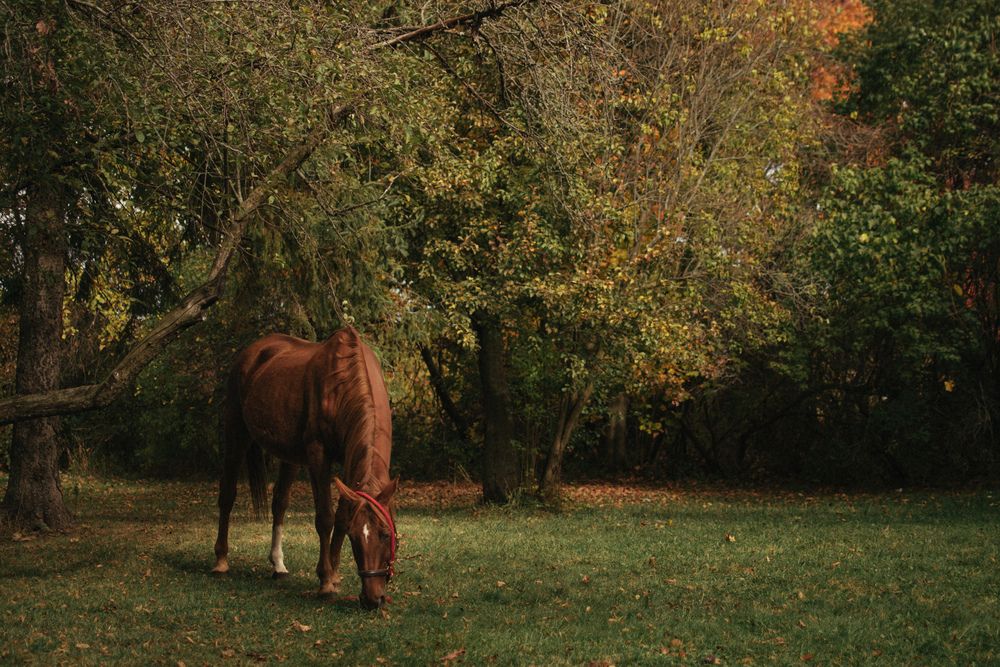 Фотография автора Anastasia Nikolenko