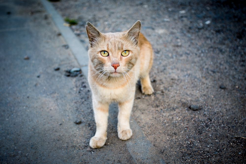 Photograph by Алексеев Сергей