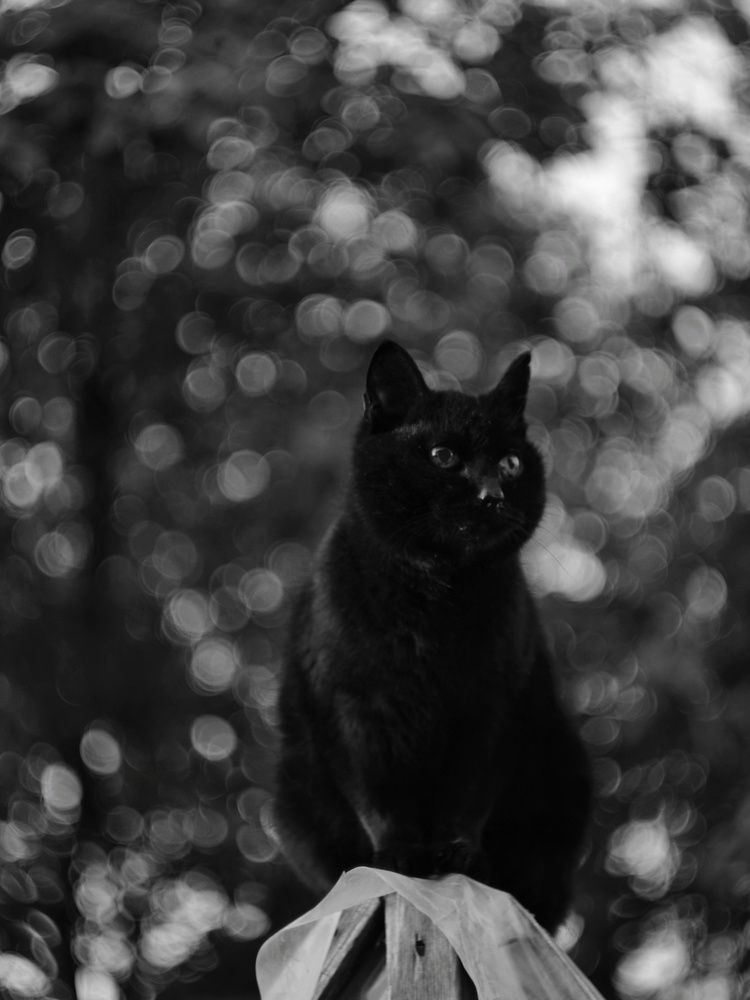 Photograph by Андрей Шестаков