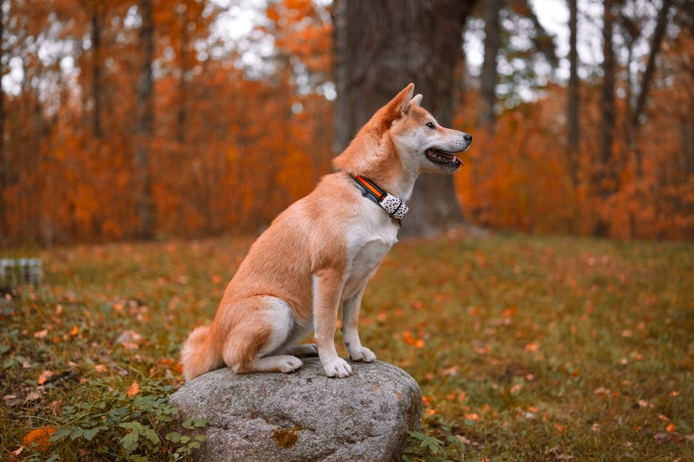 Photograph by Николай Рымар