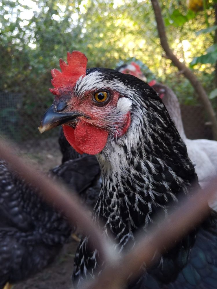 Photograph by Ирина Семенович