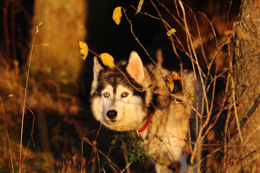 Photograph by Елена Наленч