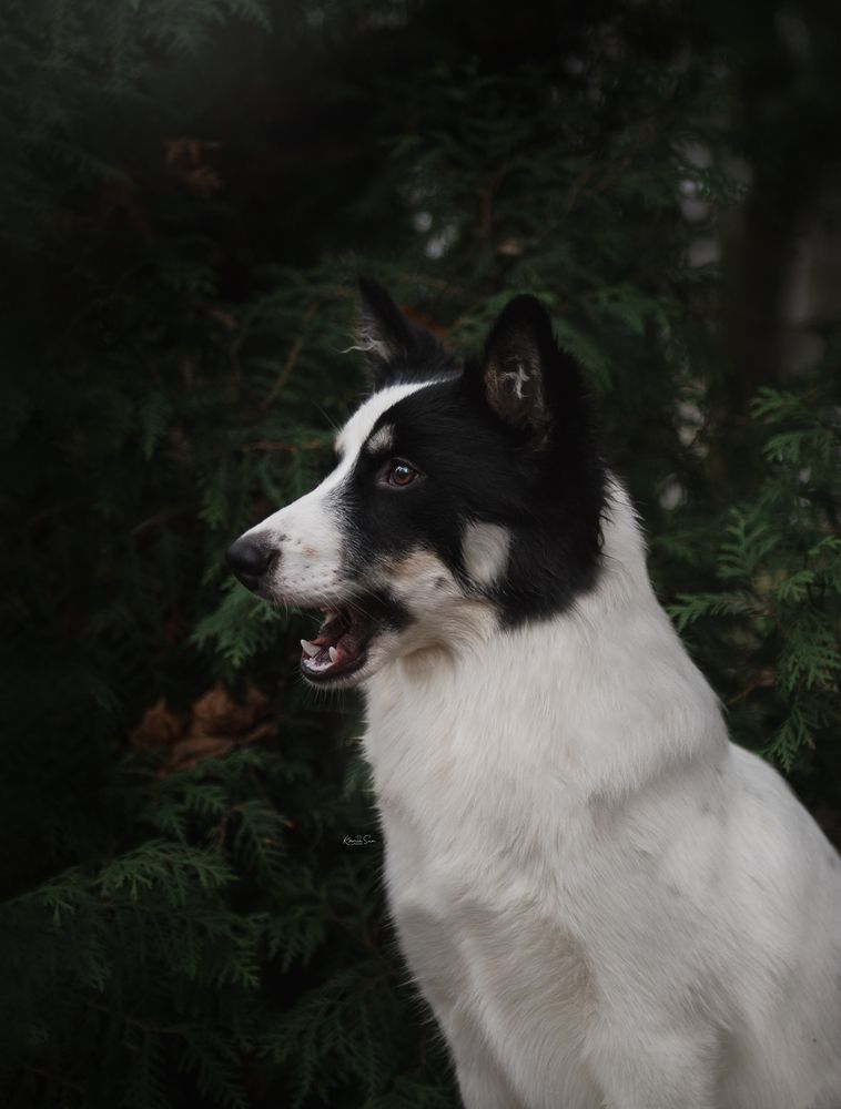 Photograph by Шитикова Ксения