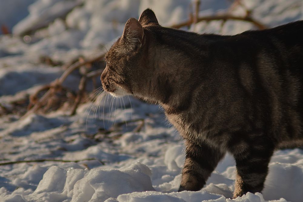 Фотография автора Анастасия Бондарь