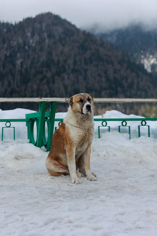Фотография автора Fallen Angel