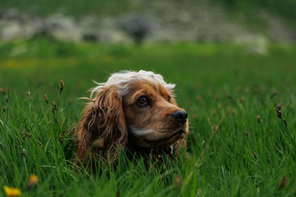 Фотография автора Fallen Angel