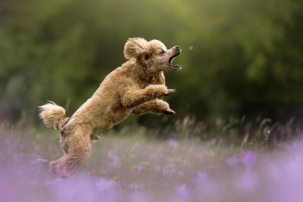 Photograph by Dorota Hnatová