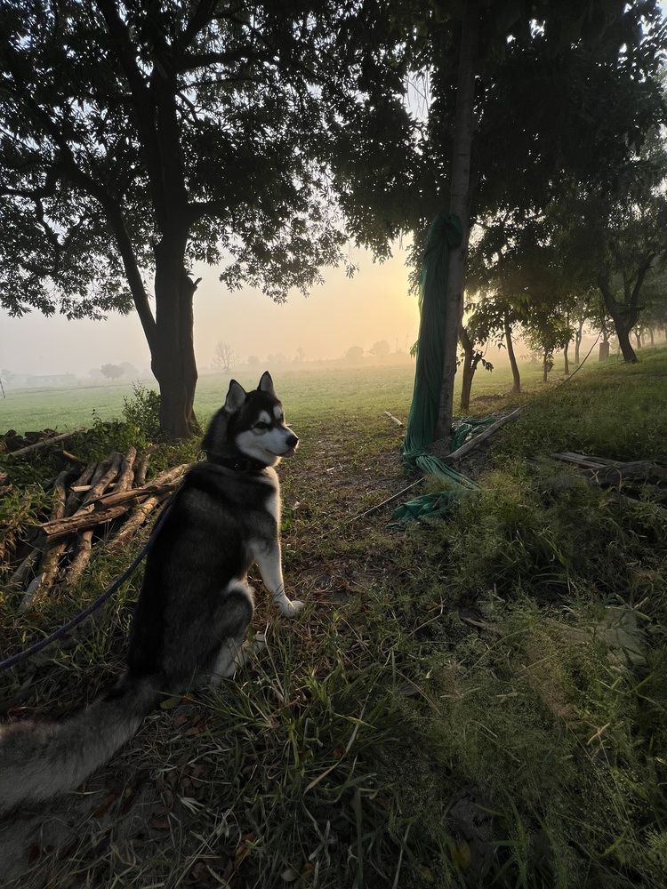 Photograph by Sharma Dr Megha