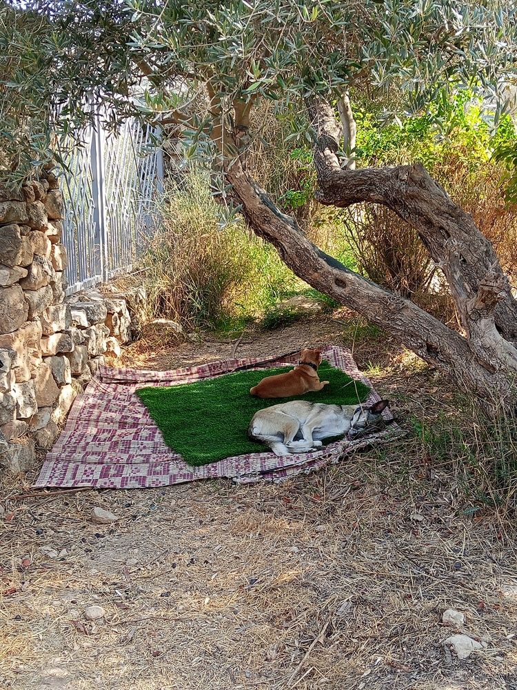 Photo #12799321