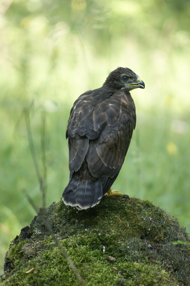 Фотография автора Андрей Легостаев