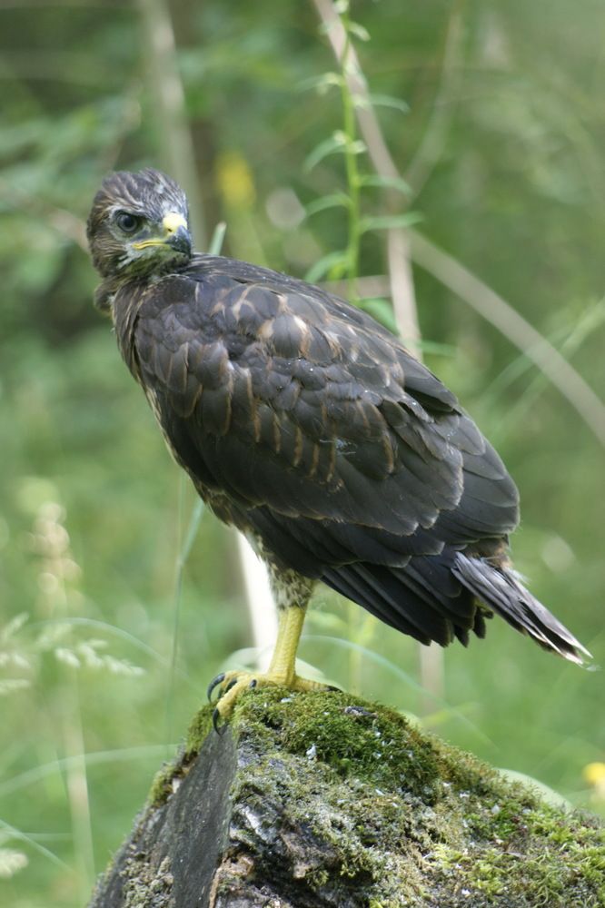 Фотография автора Андрей Легостаев