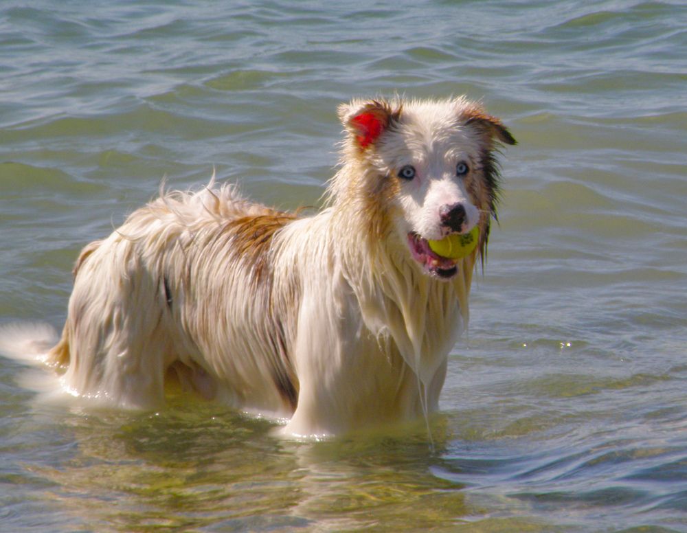 Фотография автора Angelo Dolci