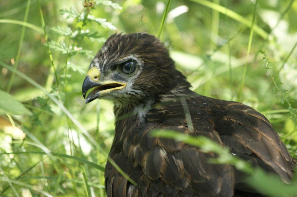Фотография автора Андрей Легостаев