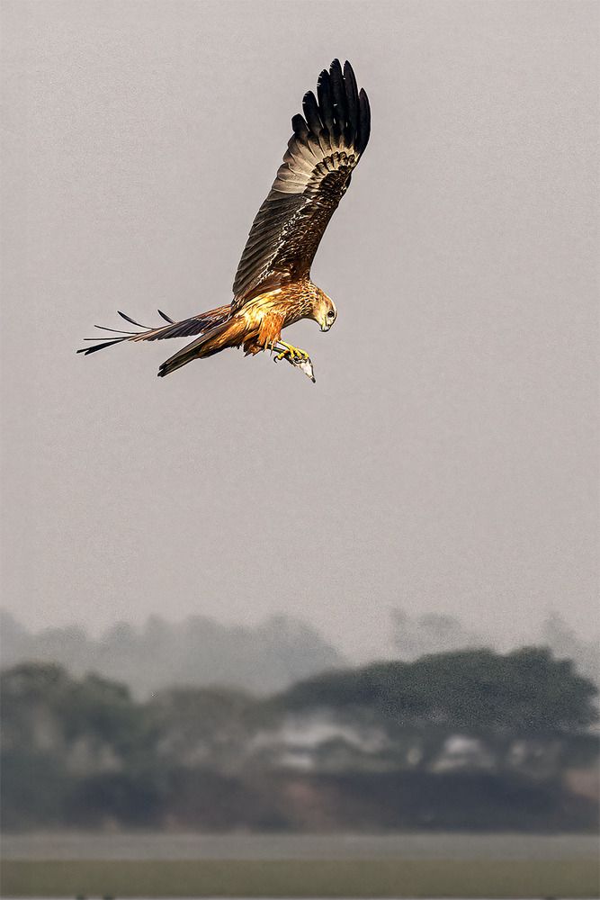 The Sky Hunter’s Catch