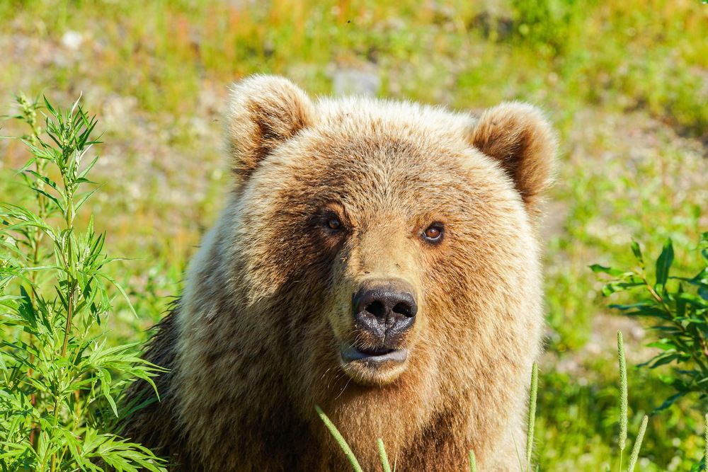 Фотография автора Андрей Легостаев