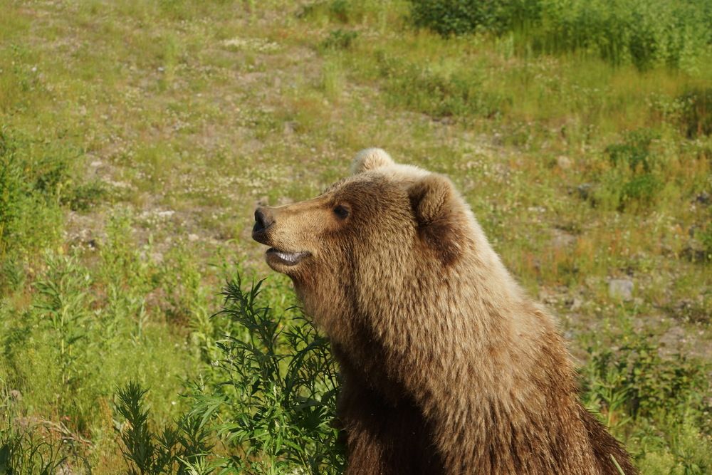 Фотография автора Андрей Легостаев