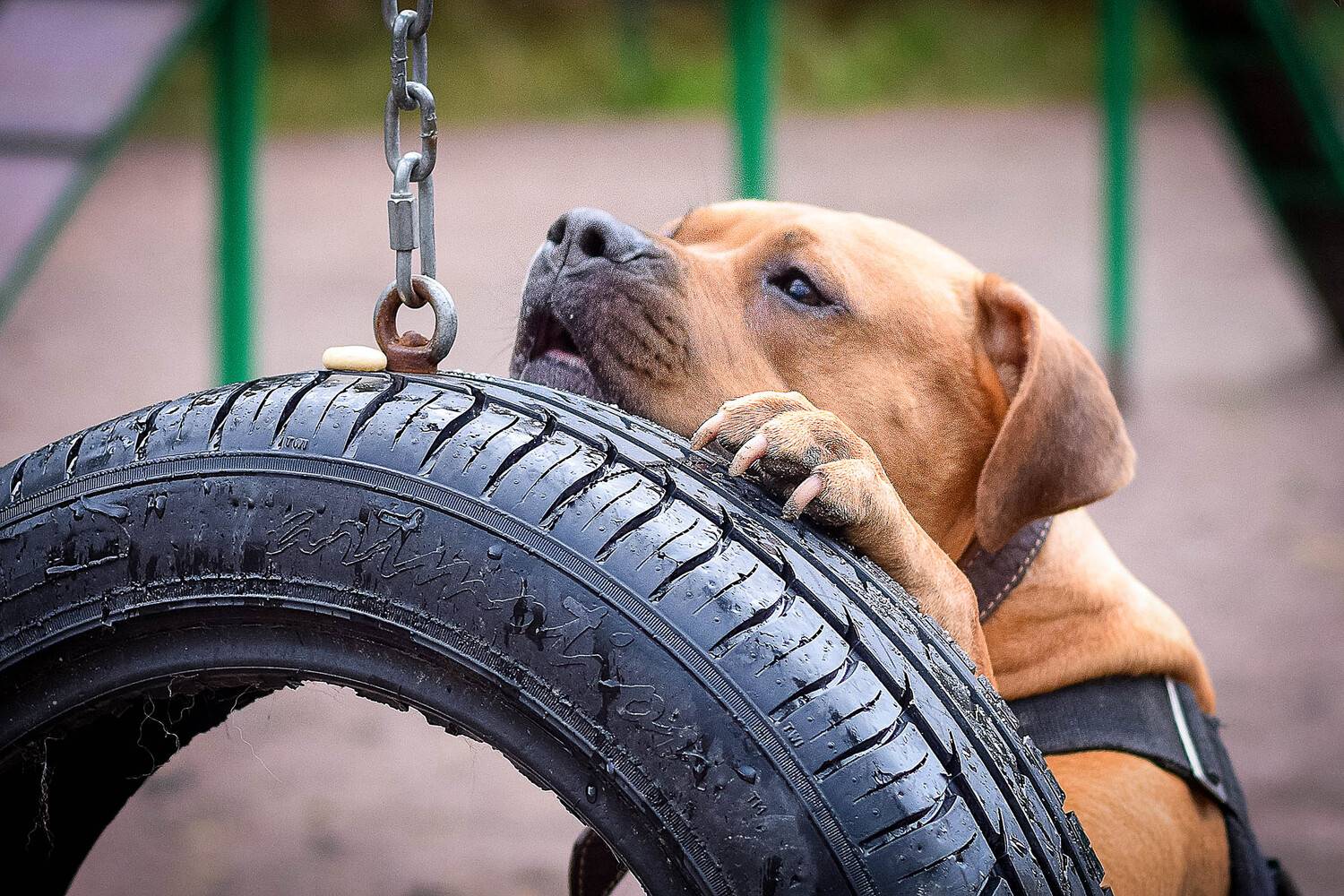 Фотография #12799358