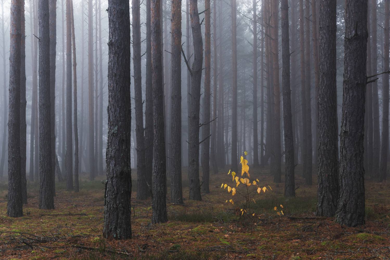 Последний штрих осени