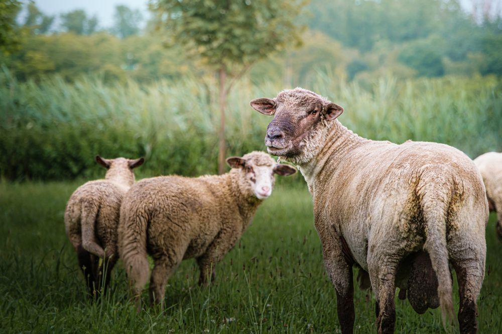 Photograph by Veronika Biró