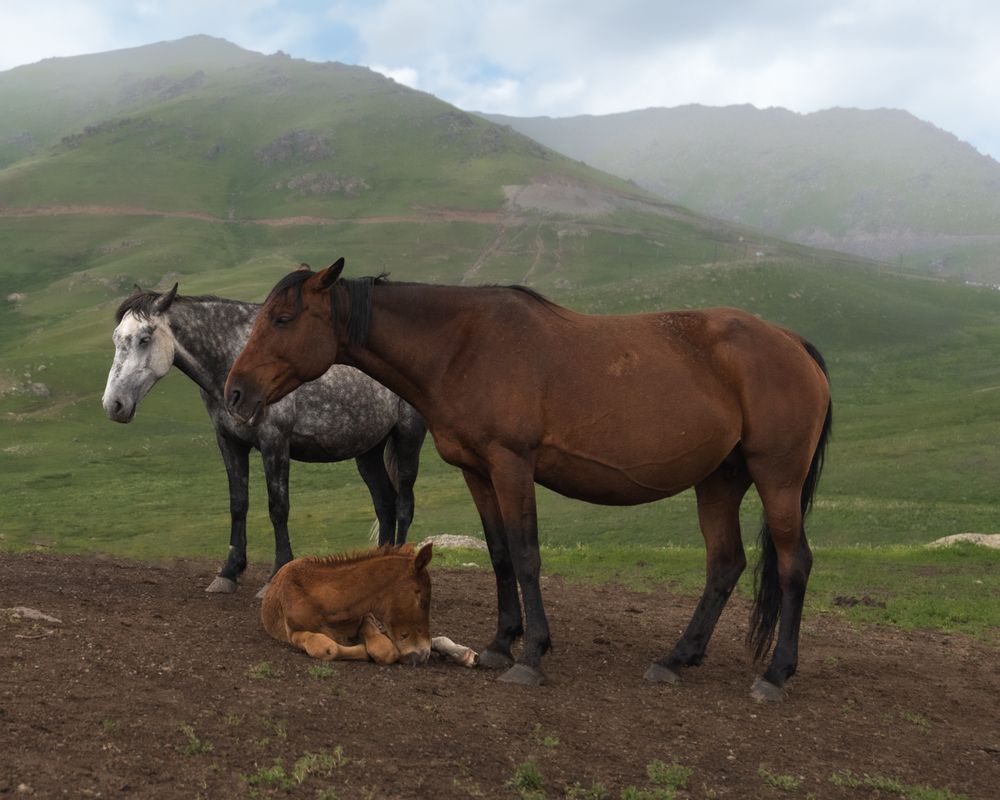 Фотография автора Sophie Abuhazera