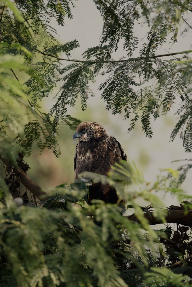 Camouflaged Sentinel