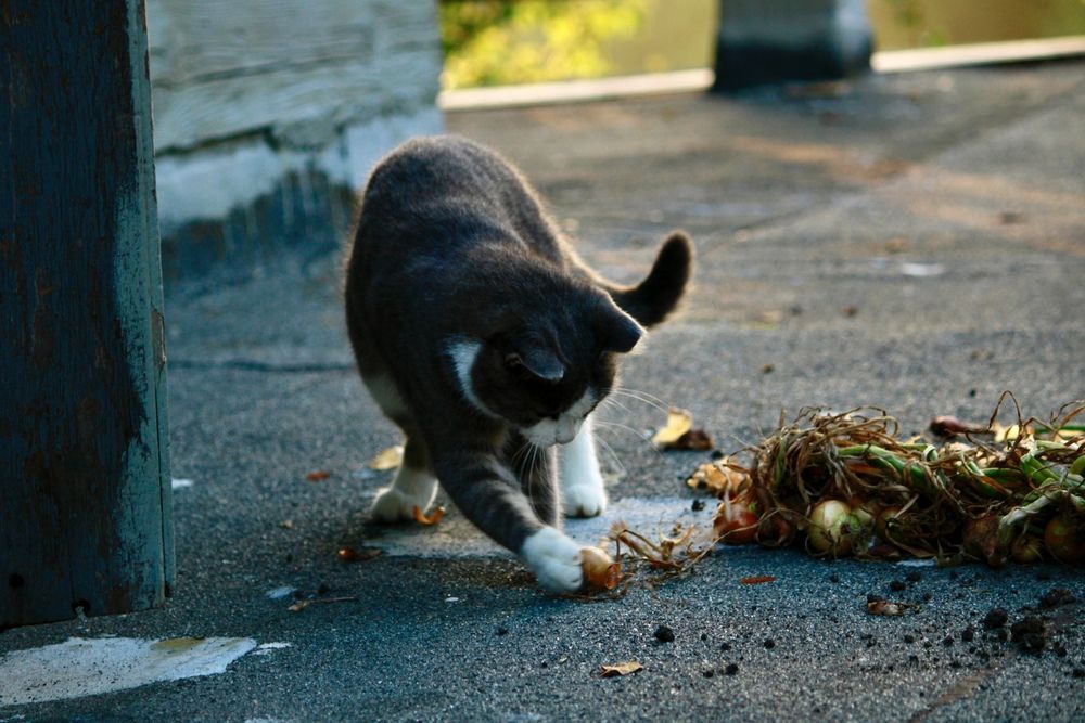 Photograph by Света Троянова