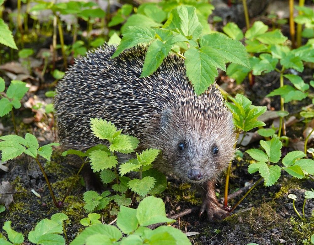 Photograph by Zakharov Matvey