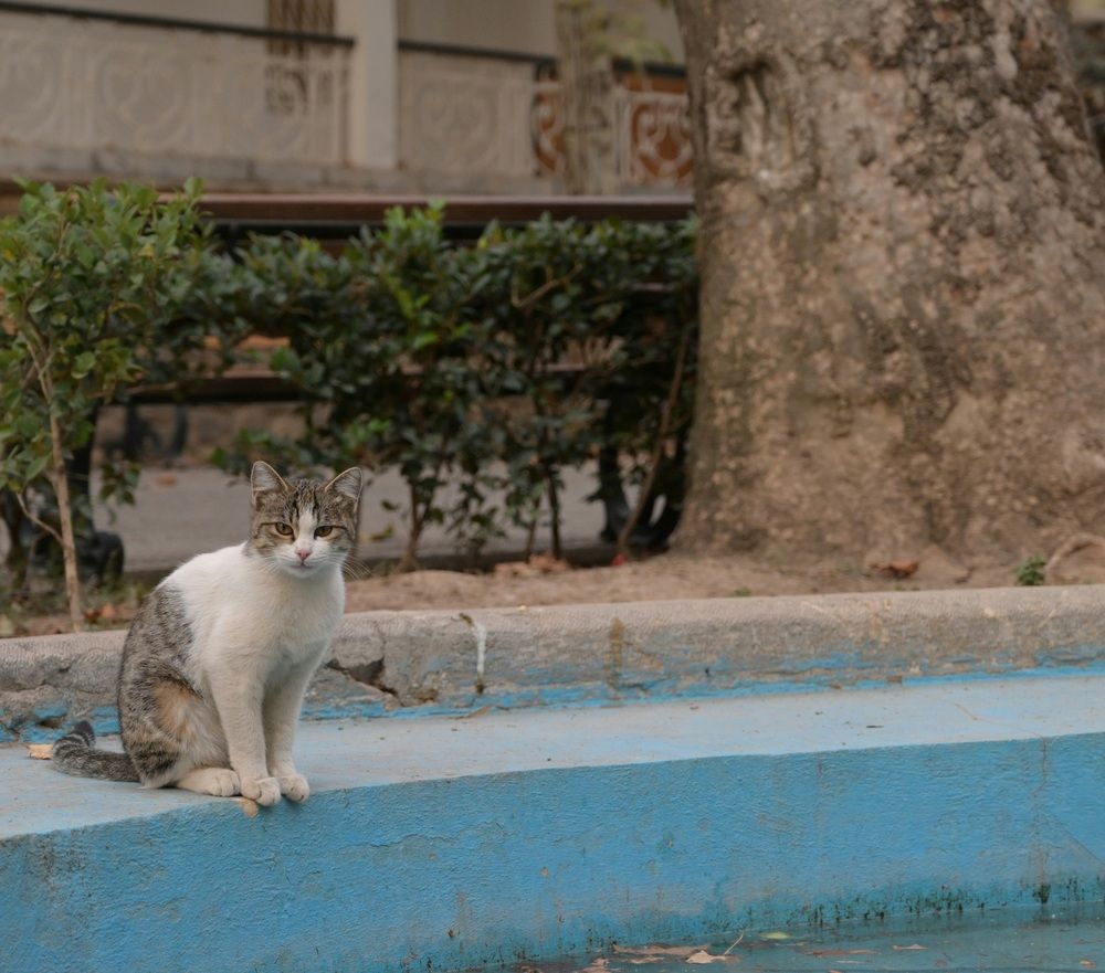 Фотография автора behrooz roosta