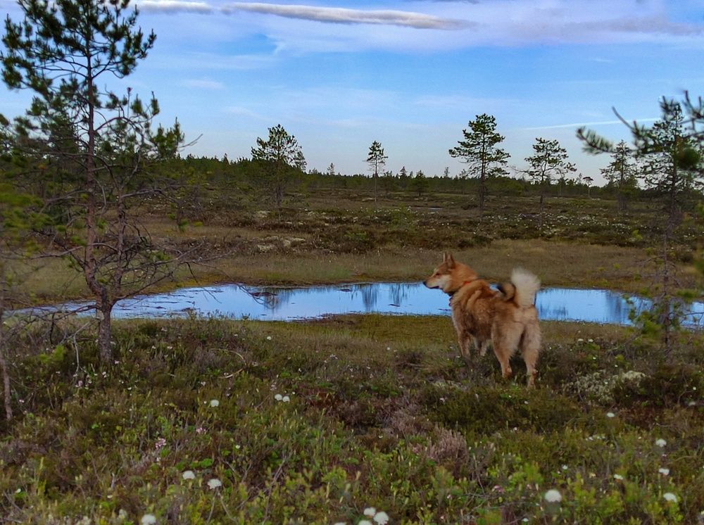 Photograph by Наталья Горовых