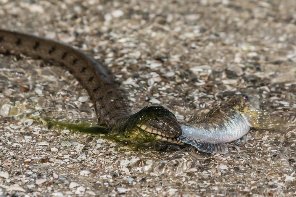 Змеиный улов