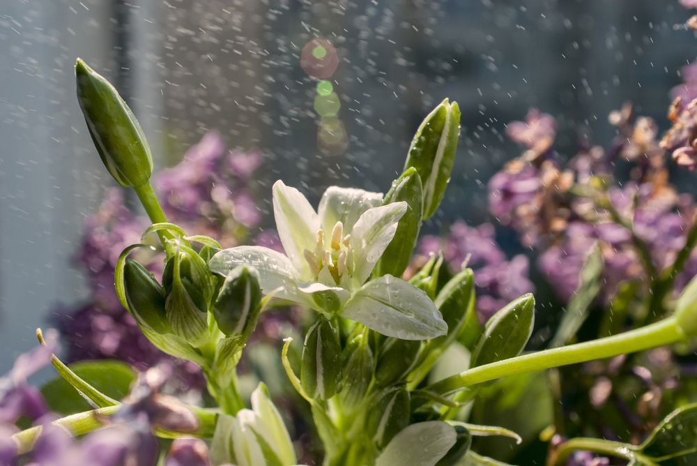 летний дождь