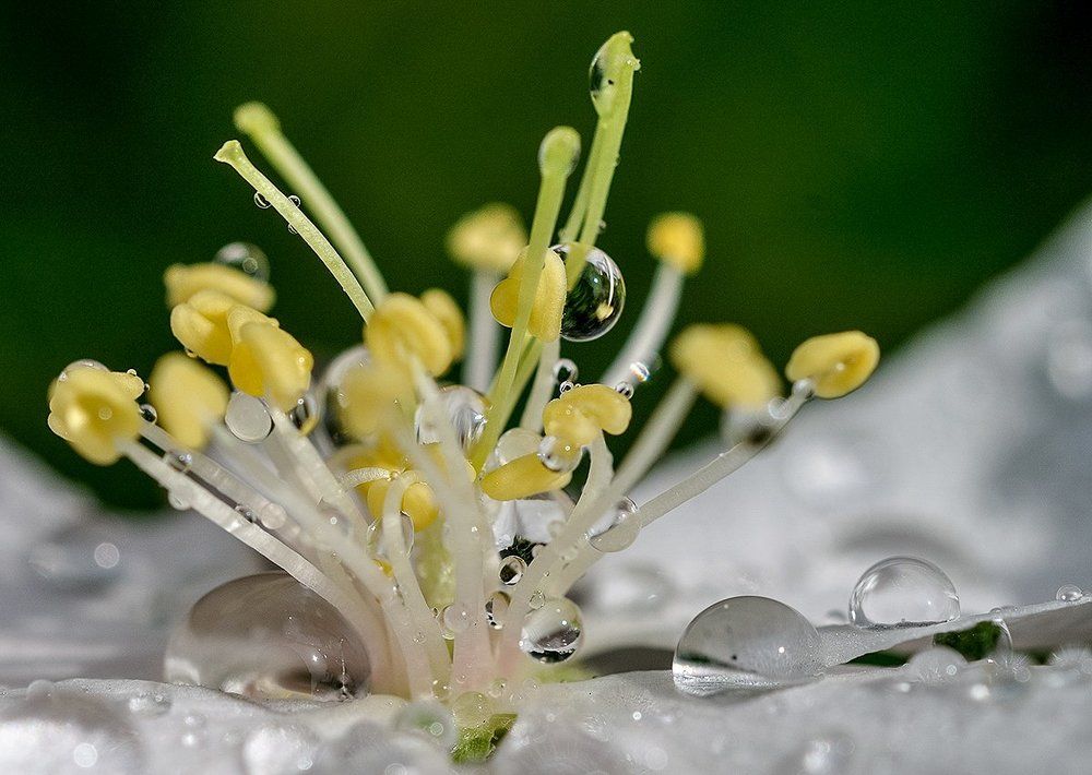 Весенние капельки...