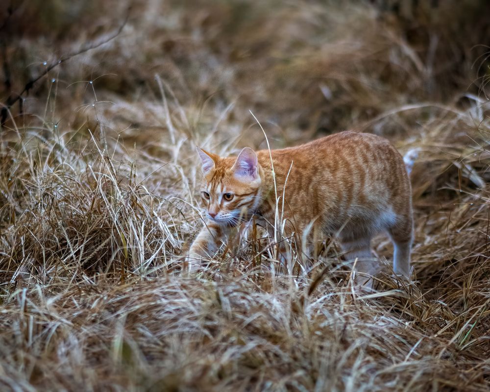 Photograph by Shehan Dondeenu