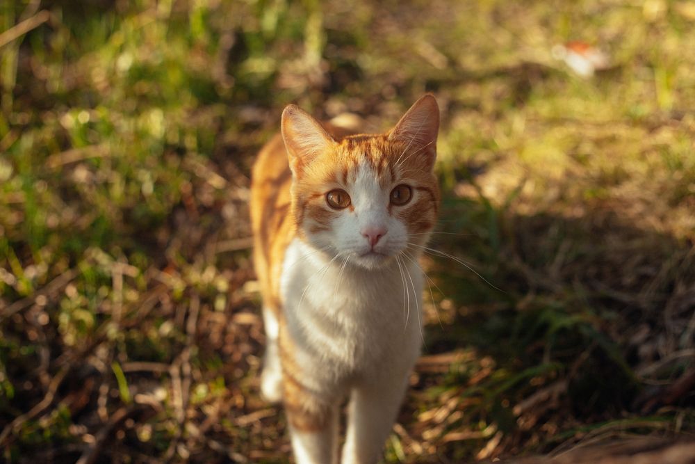 Photograph by Мария Грин (Сычёва)