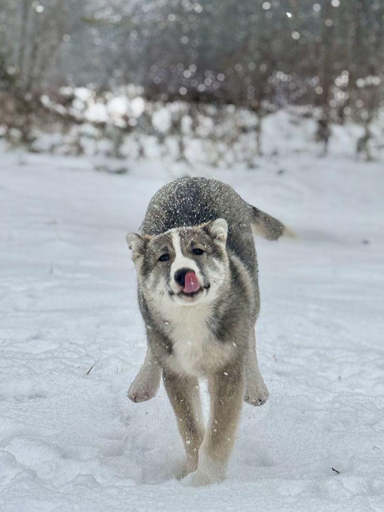 Photograph by Ольга Имамкулиева