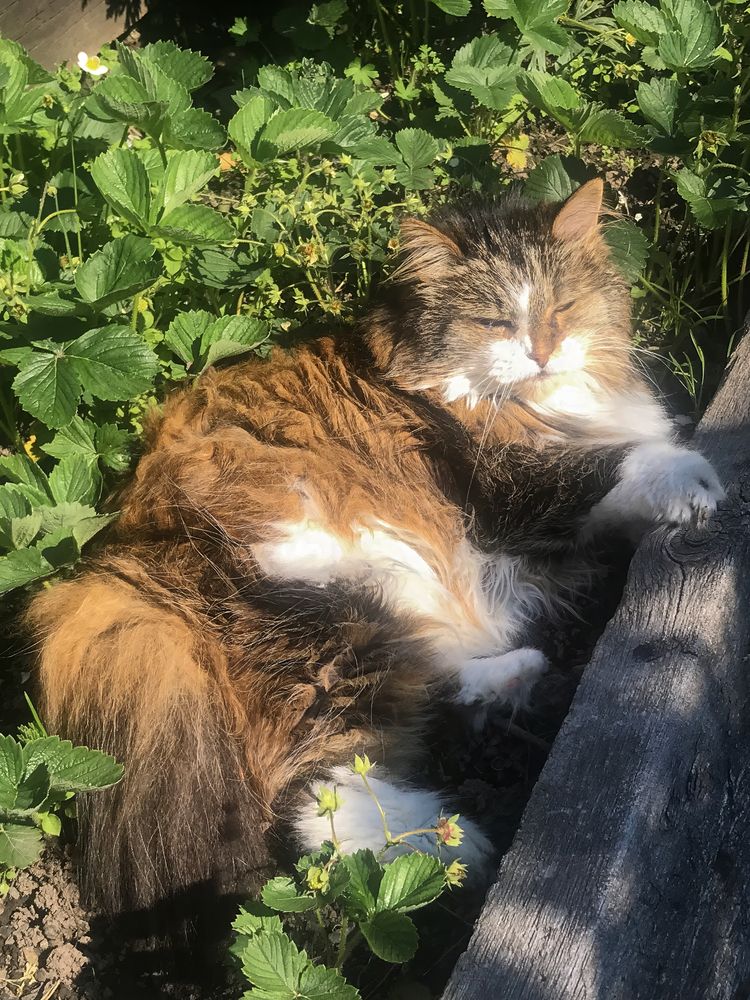 Photograph by Natalia Pecherskaia