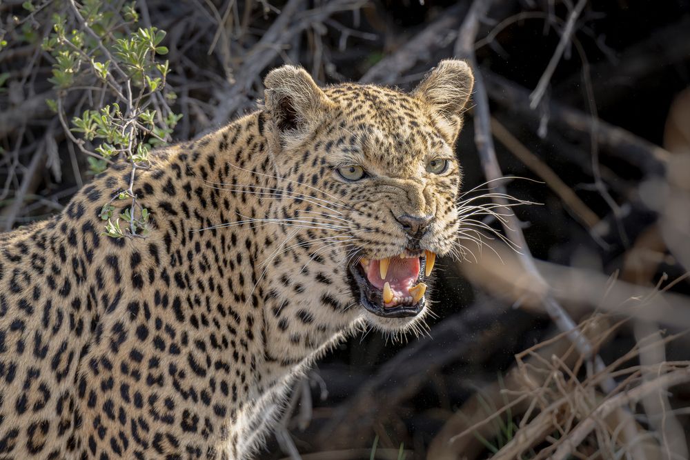 Фотография автора Paolo Barbarini