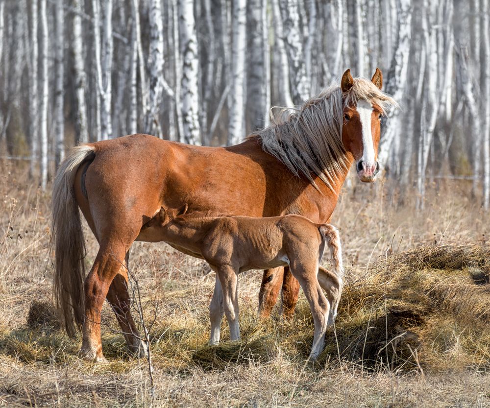 С жеребёнком.