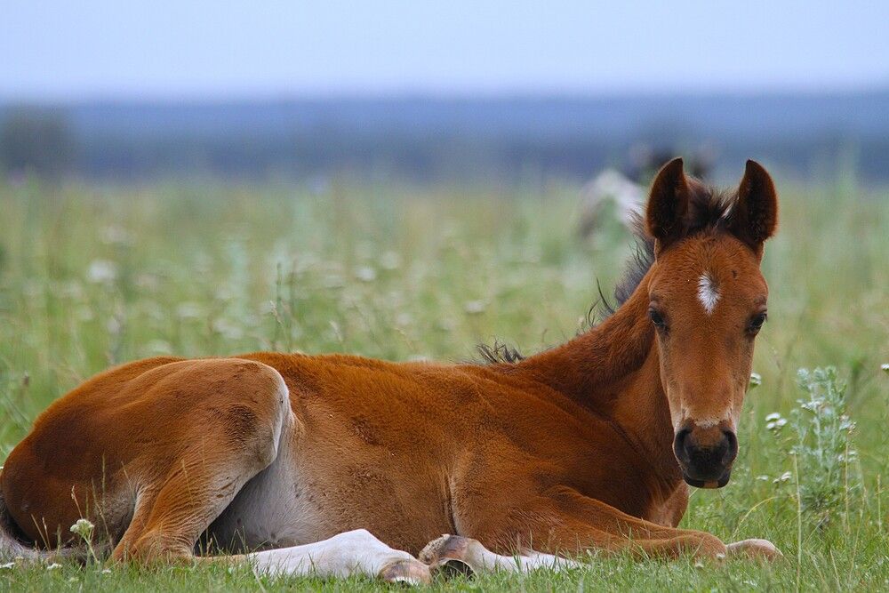Фотография автора Татьяна Шебаршенко