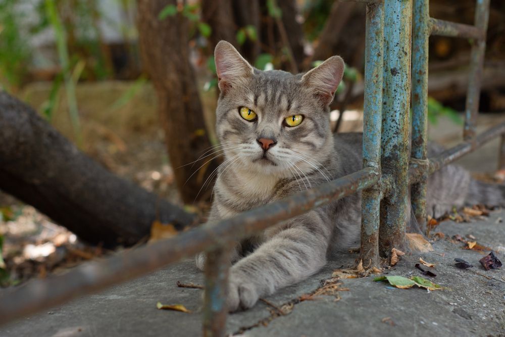 Фотография автора Екатерина Кокина