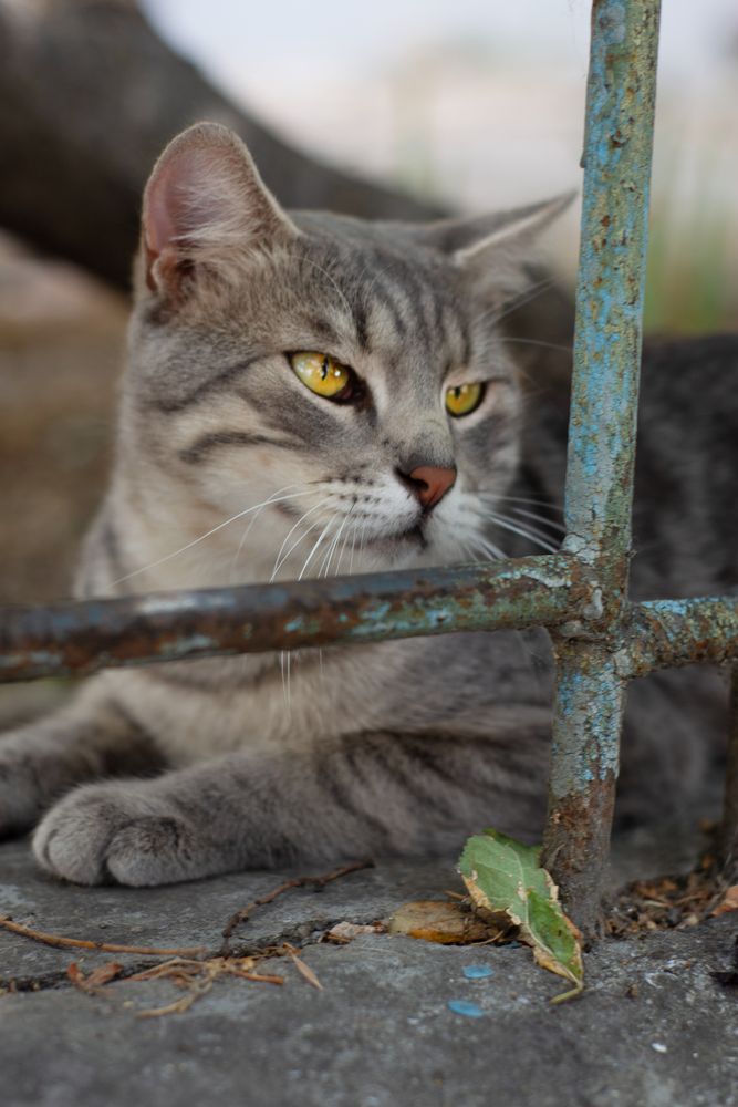 Фотография автора Екатерина Кокина