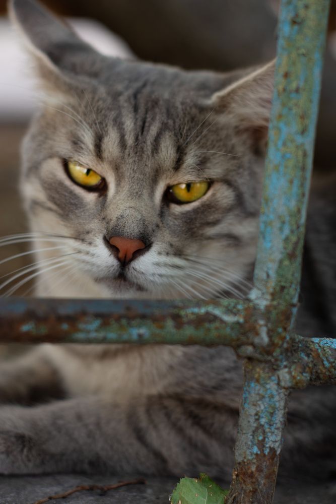 Фотография автора Екатерина Кокина