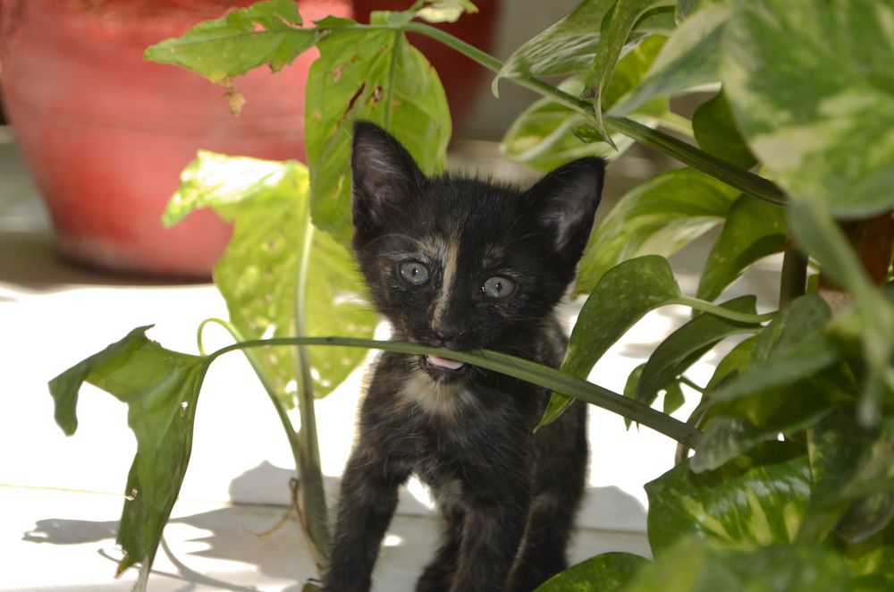 Photograph by Shahzad