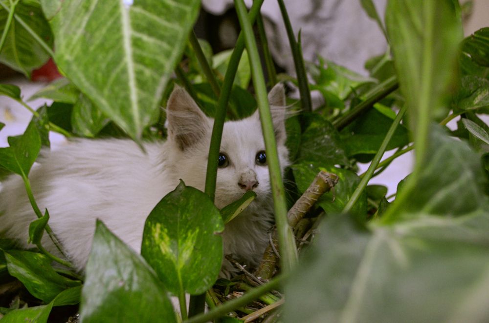 Photograph by Shahzad