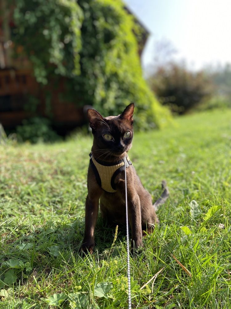 Дачные истории Мишель ?