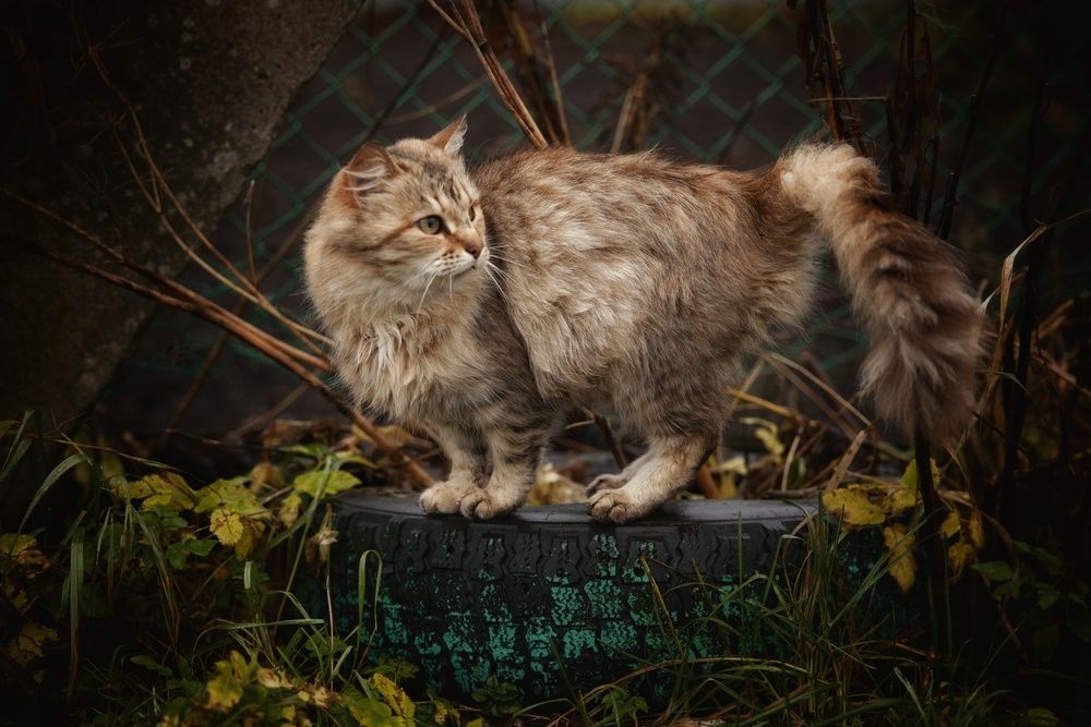 Photograph by Микрокосмос Владимир