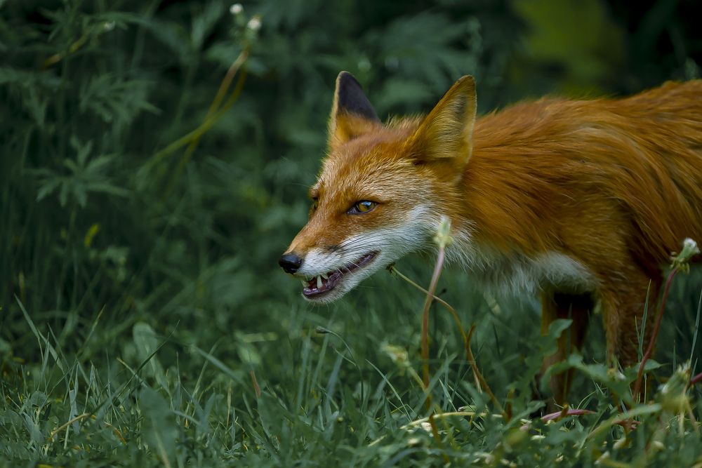 Фотография автора Dmitriy Frost