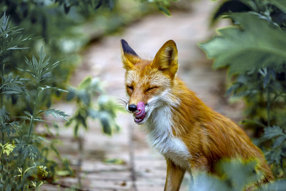 Фотография автора Dmitriy Frost